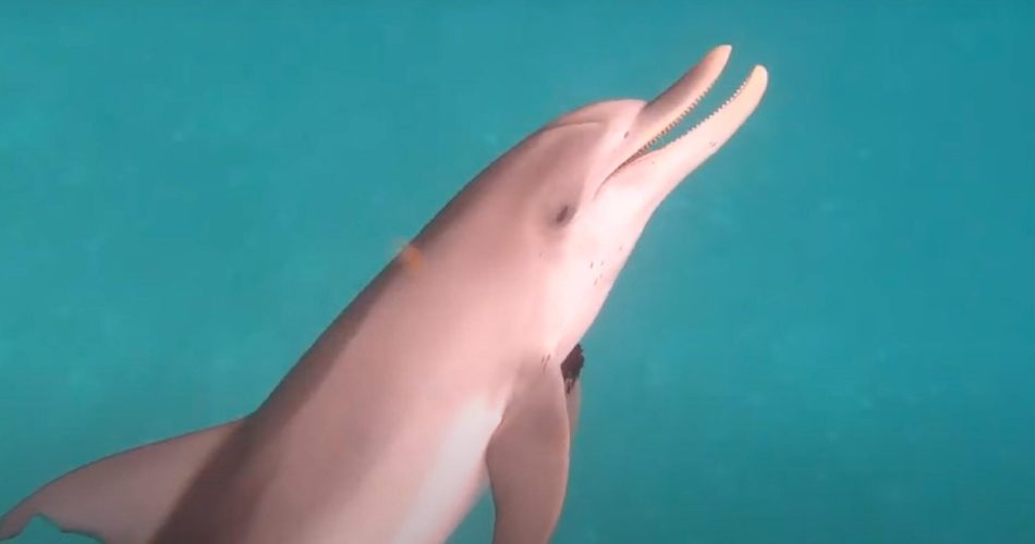 هوش مصنوعی dolphingemma