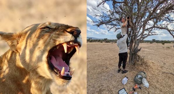 کشف غرش میانی شیر